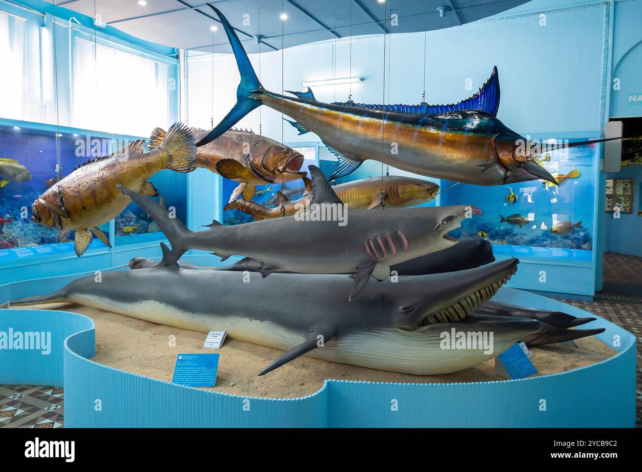 Exhibition natural history museum mauritius institute port louis