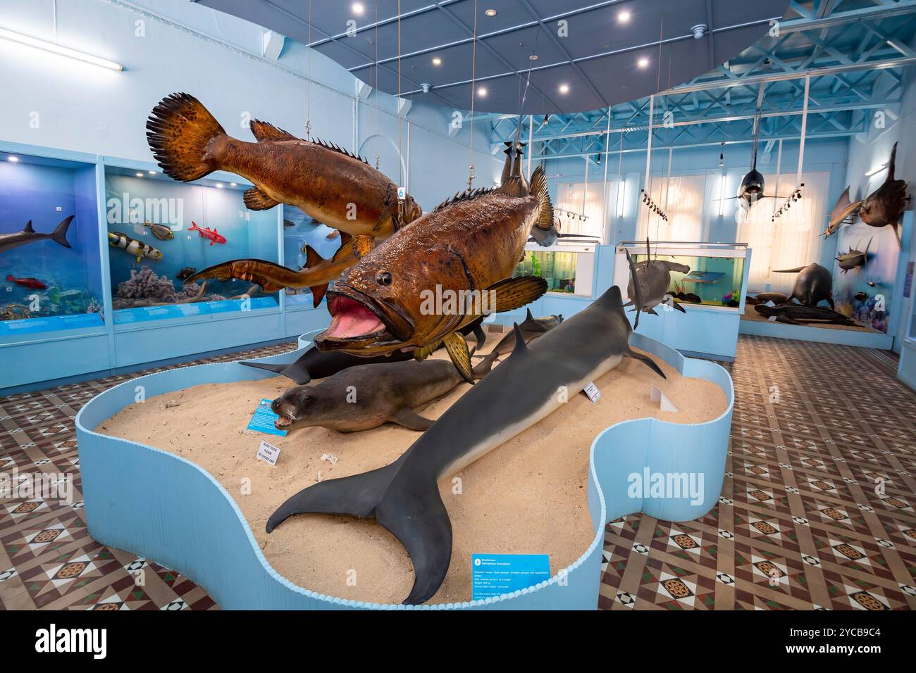 Exhibition natural history museum mauritius institute port louis