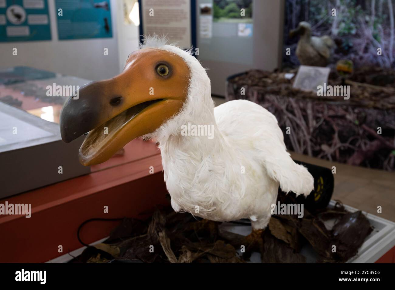 Raphus hi-res stock photography and images - Alamy