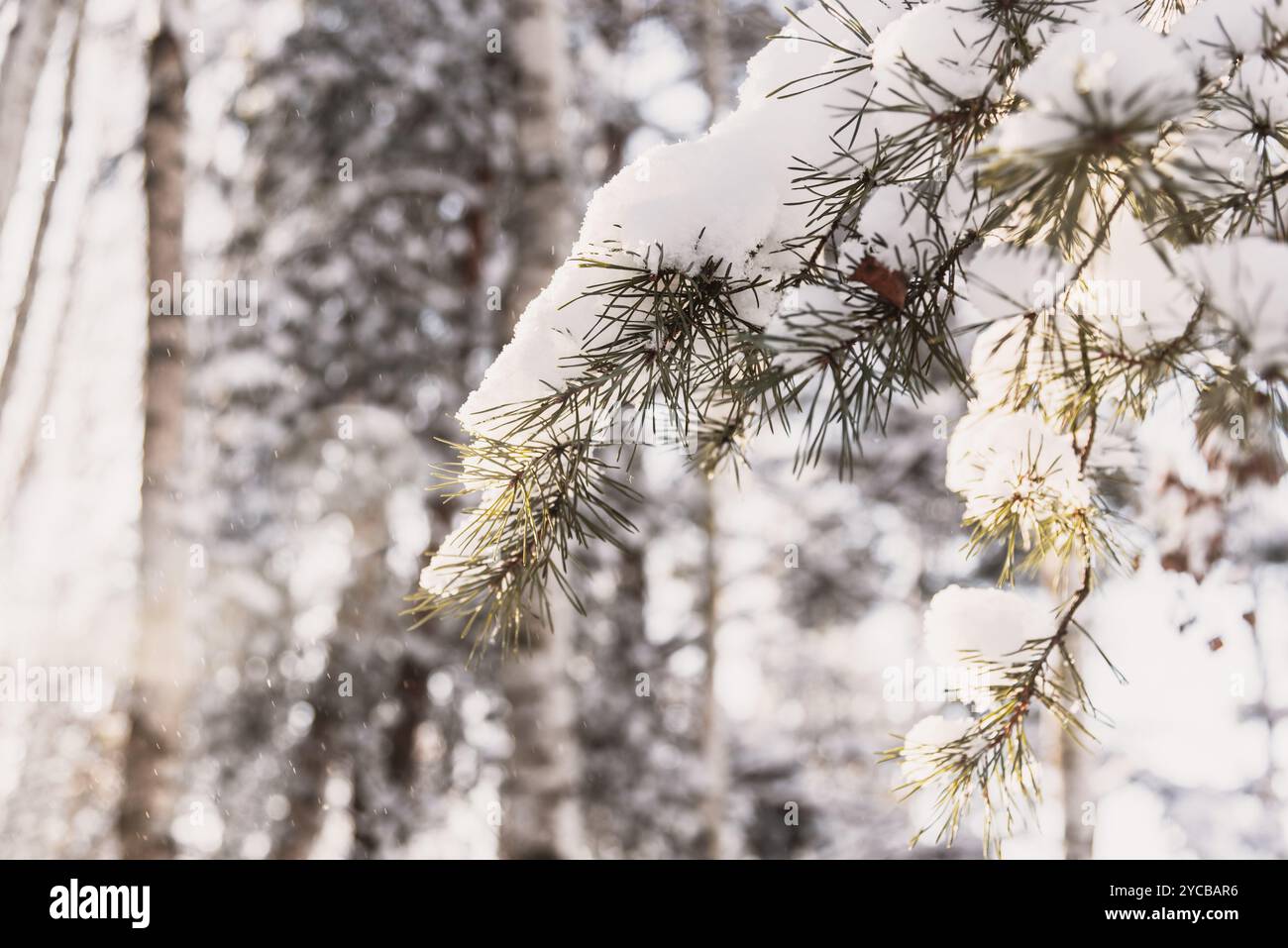 Branch pine tree covered hi-res stock photography and images - Alamy