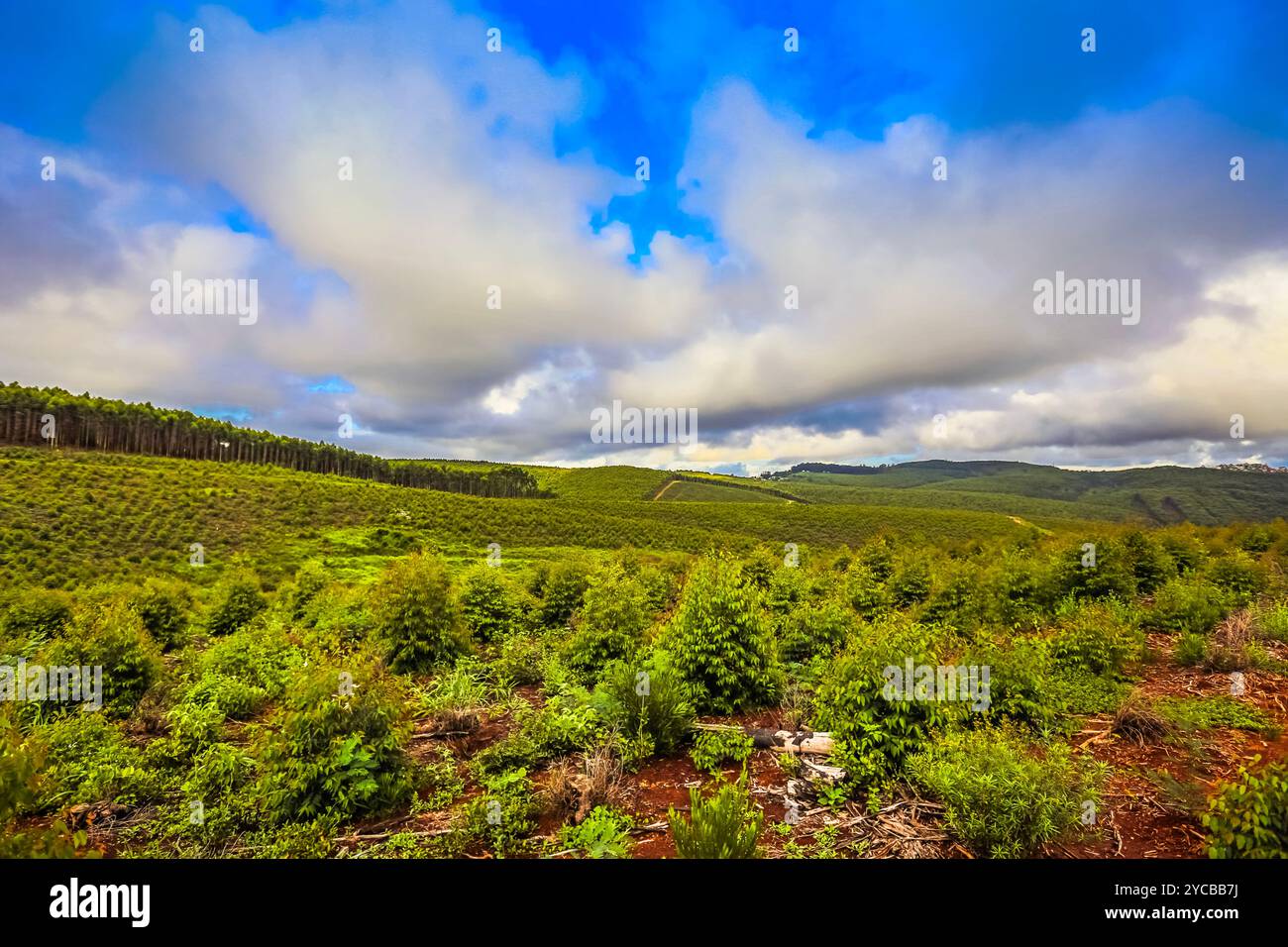 Lush green landscape near Malelane in South Africa Stock Photo - Alamy