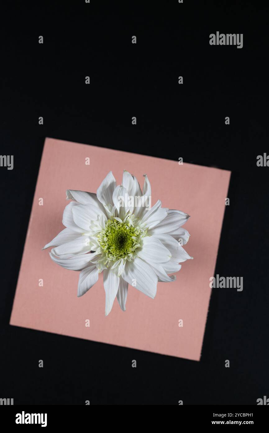 A white flower on a colorful geometric background. Stock Photo