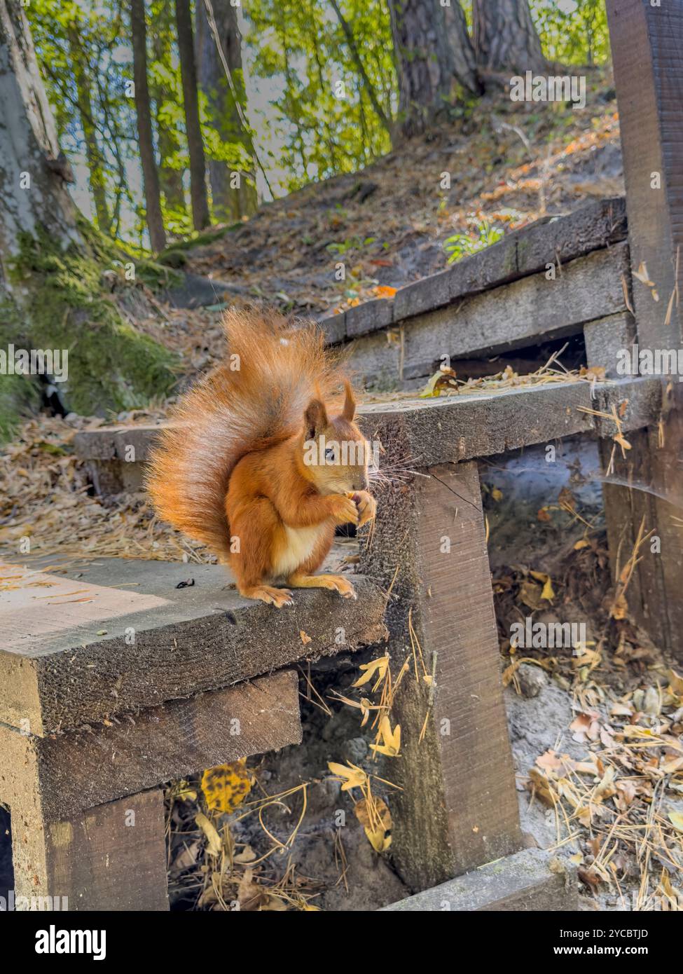 In the park, a red squirrel eats walnuts, backlit by the sun. Stock Photo