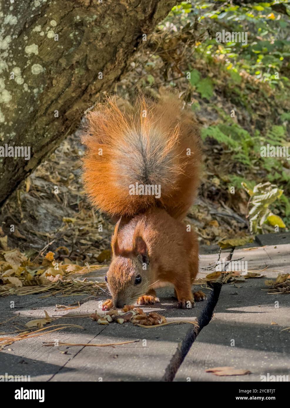 In the park, a red squirrel eats walnuts, backlit by the sun. Stock Photo