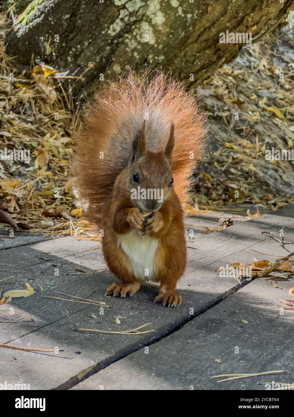 In the park, a red squirrel eats walnuts, backlit by the sun. Stock Photo