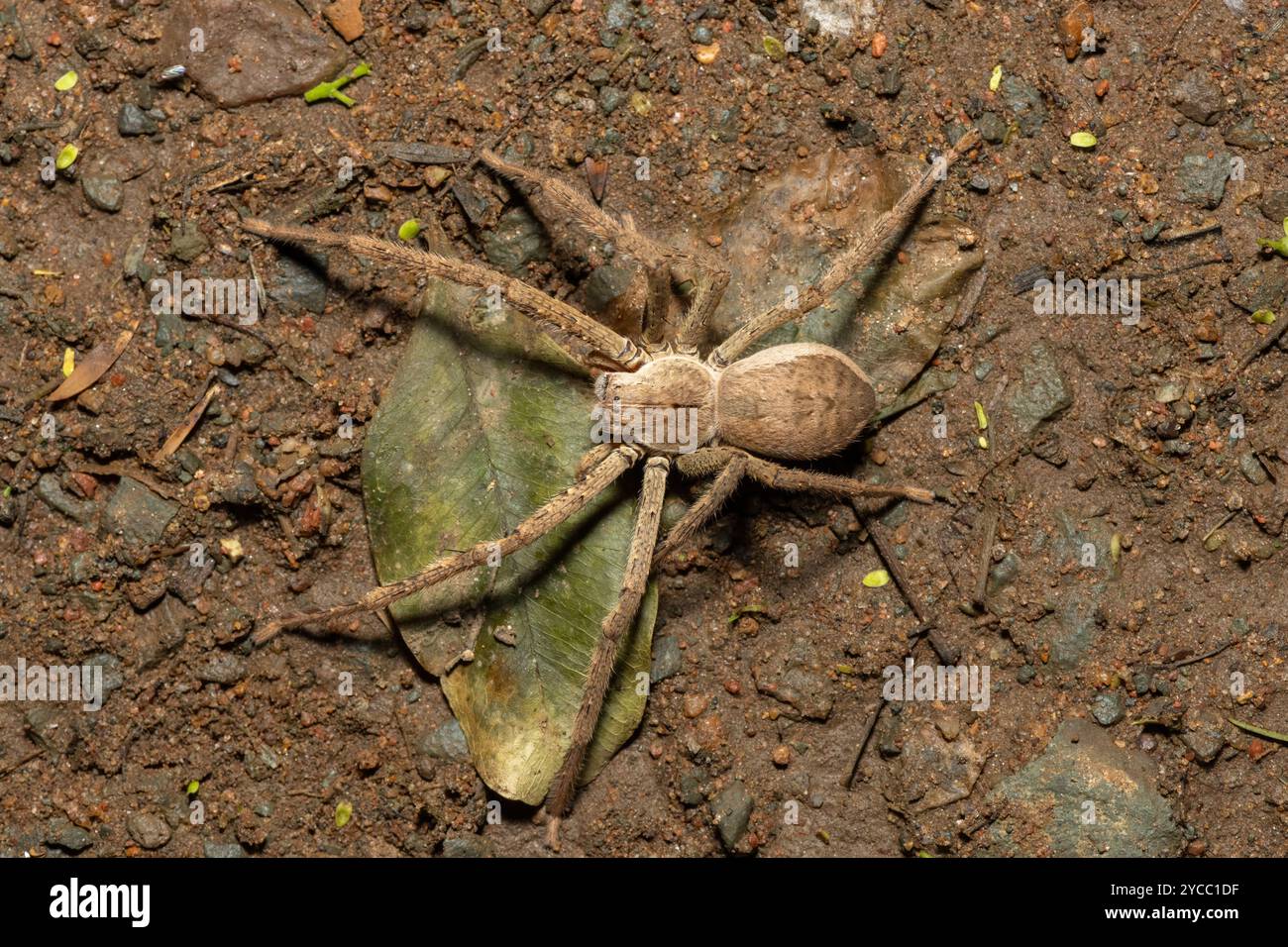 A beautiful female common rain spider (Palystes superciliosus), a ...