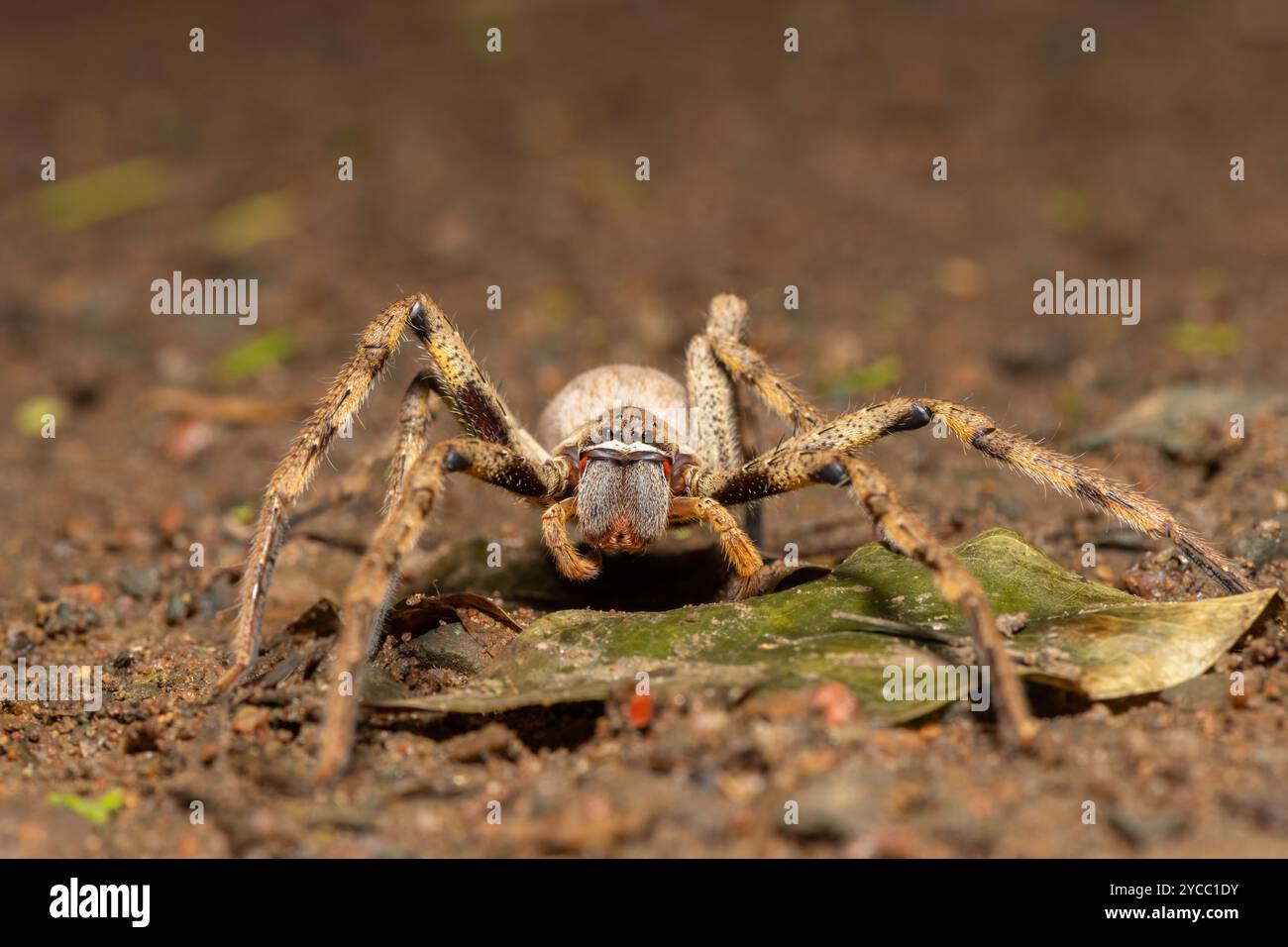 A beautiful female common rain spider (Palystes superciliosus), a species of huntsman spider, in South Africa Stock Photo