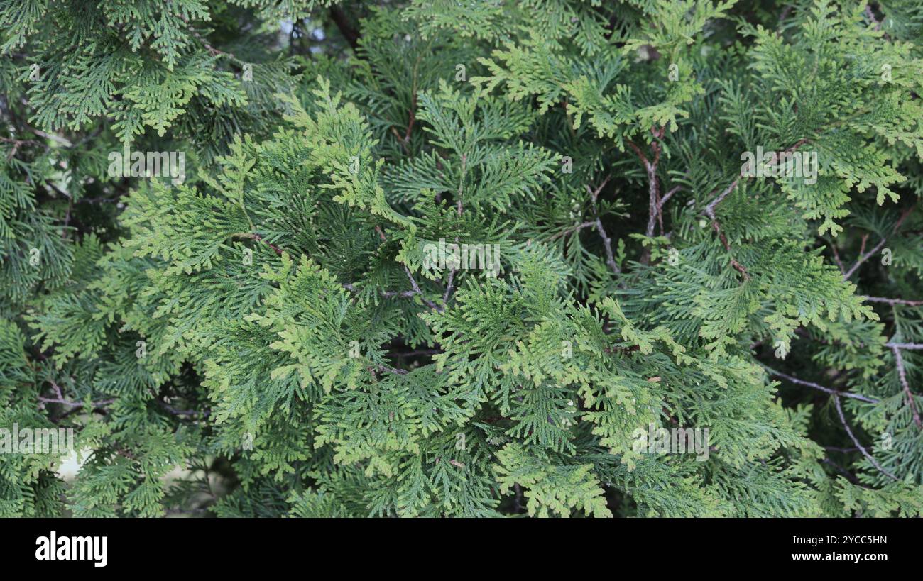 Tuya ornamental hi-res stock photography and images - Alamy