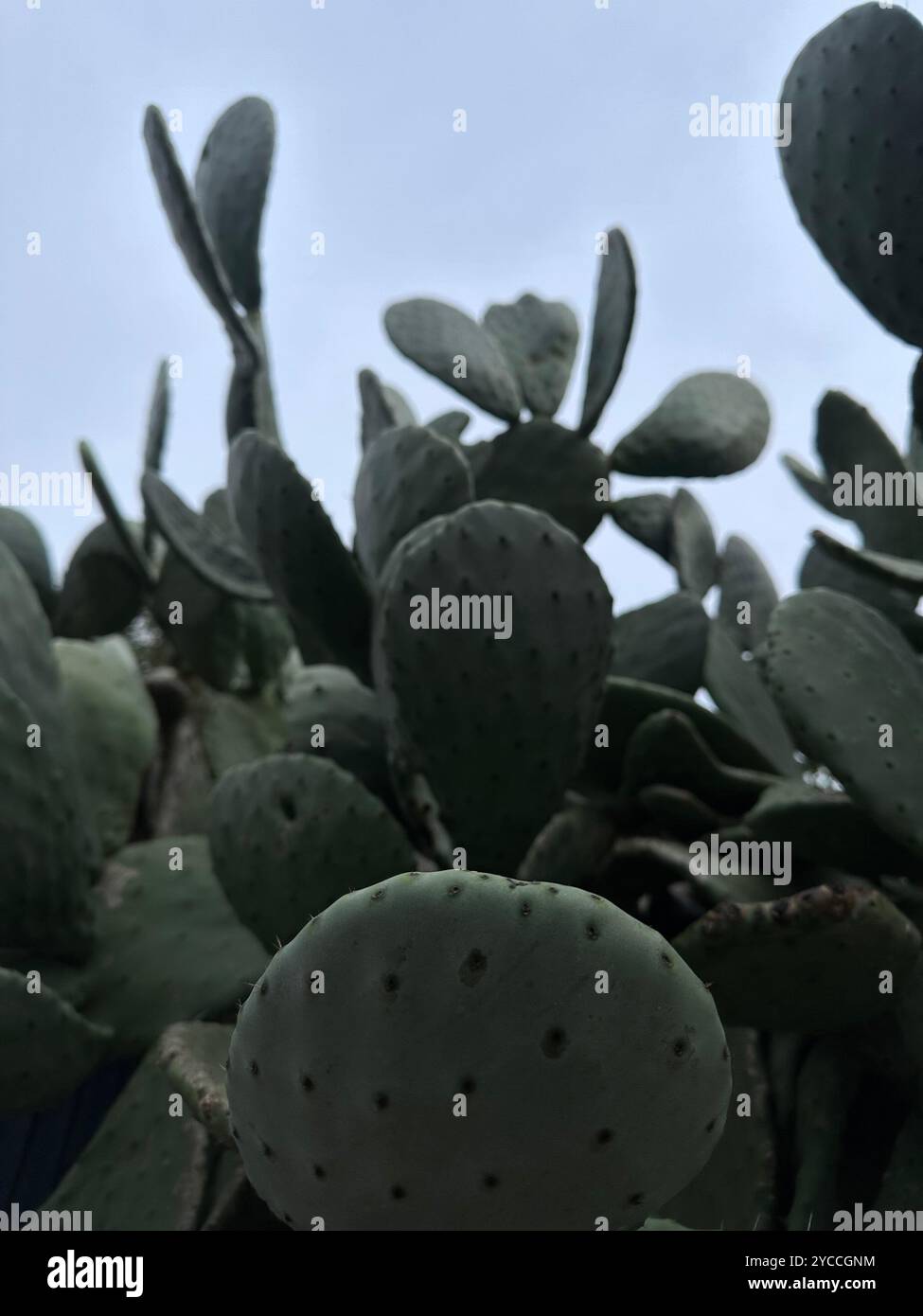 Cactus Garden - Smartphone Captured Stock Image