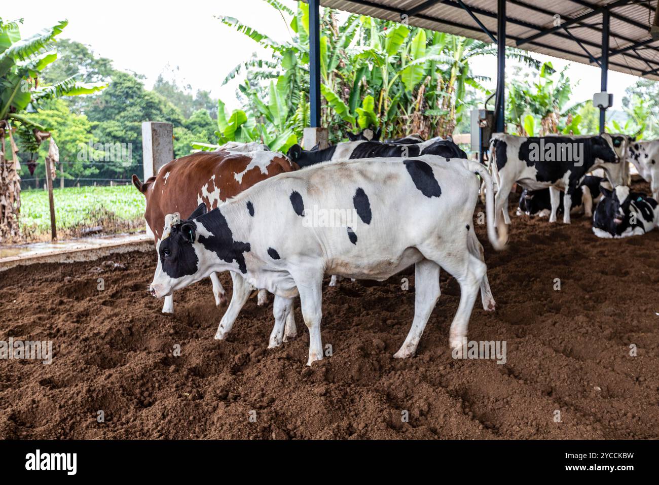 Milk cows in the Compost Barn: a confinement system that ensures ...