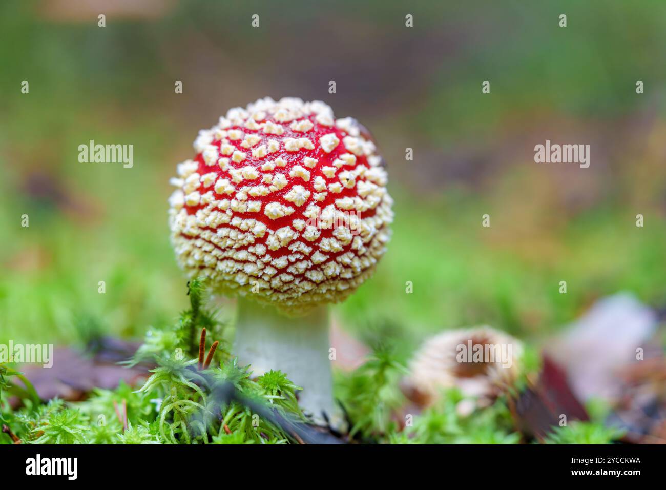 The stunning Amanita muscaria mushroom is a true showcase of vibrant ...