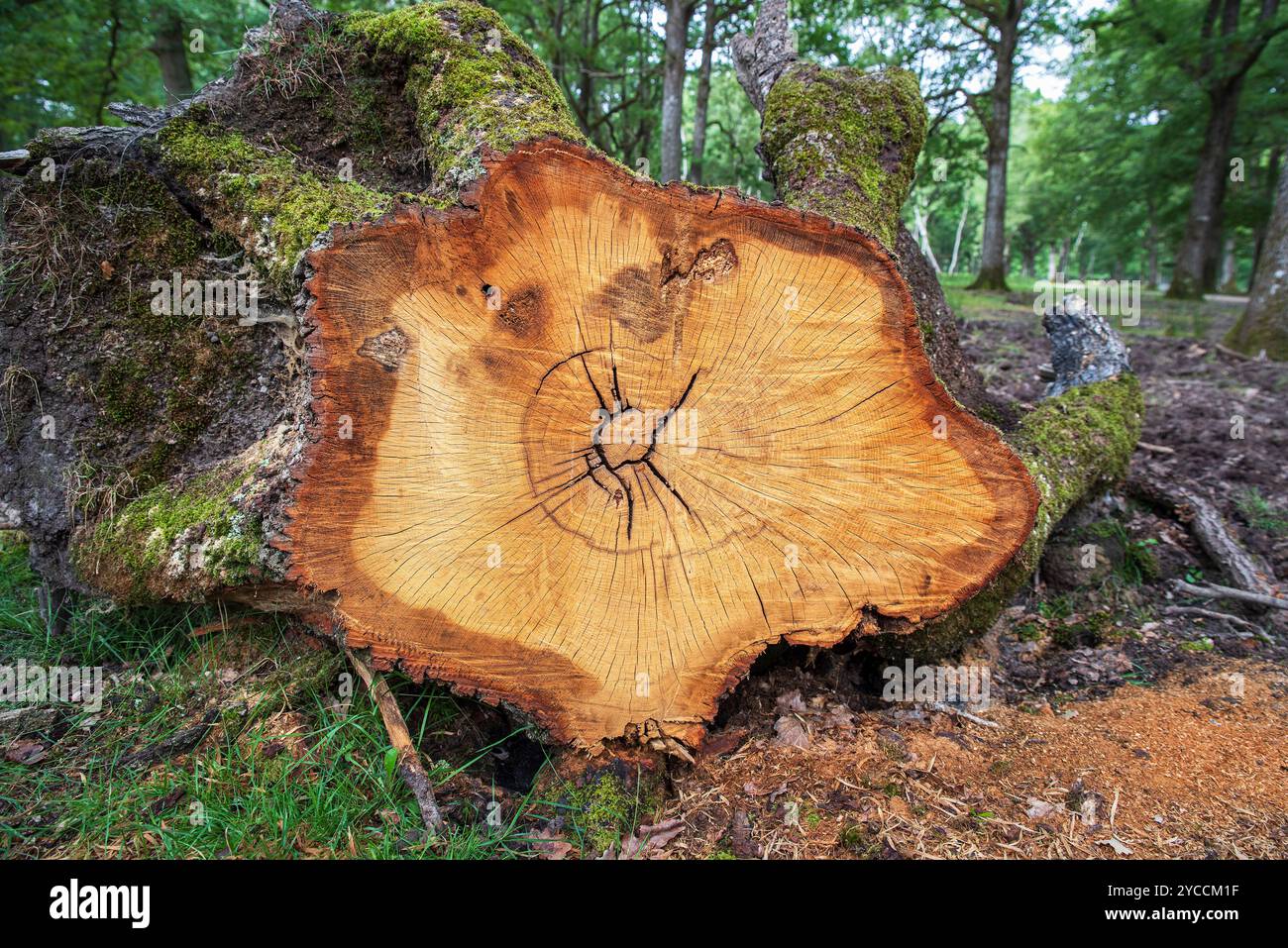Tree trunk cut in a forest with the stump and the centre of the tree visible Stock Photo