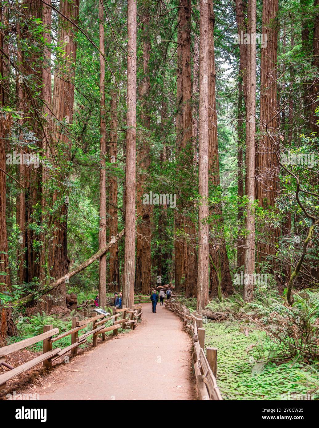 Hikers on the main hiking trail of the Muir Woods National Monument, Mount Tamalpais, Marin County, CA, USA. Stock Photo