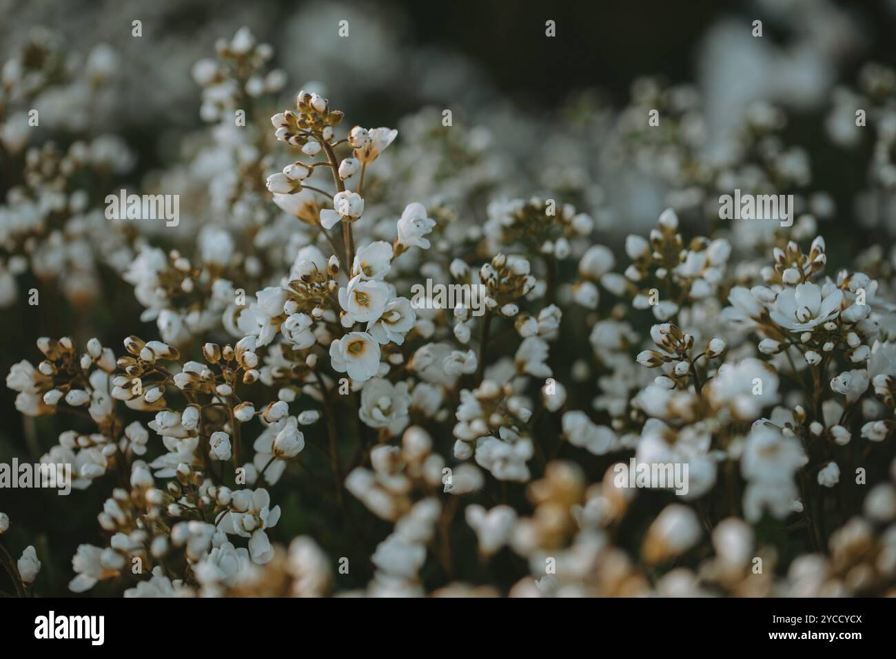 Beautiful blooming flowers spring hi-res stock photography and images ...
