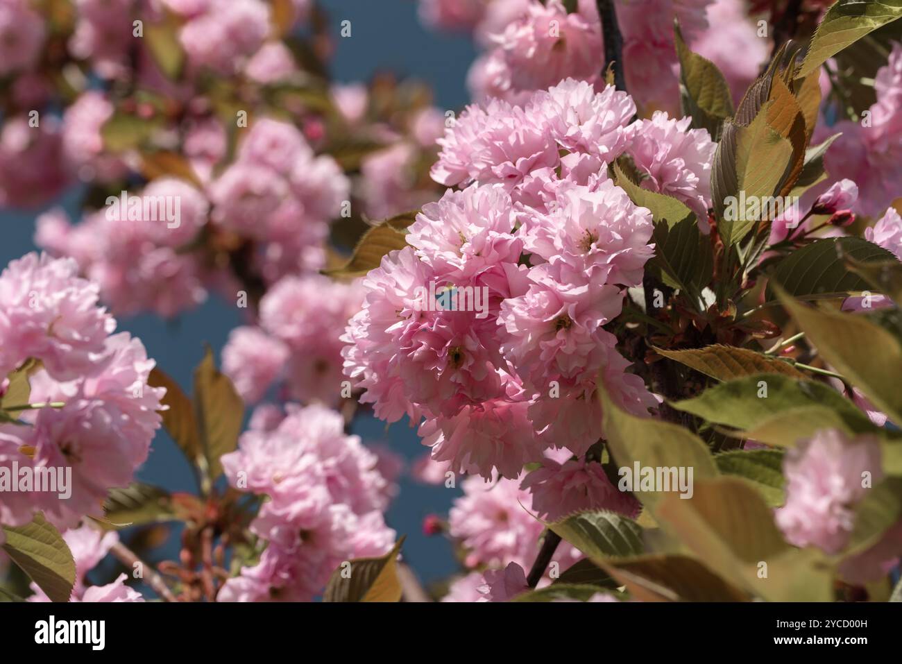 Fluffy pink cherry blossom hi-res stock photography and images - Alamy