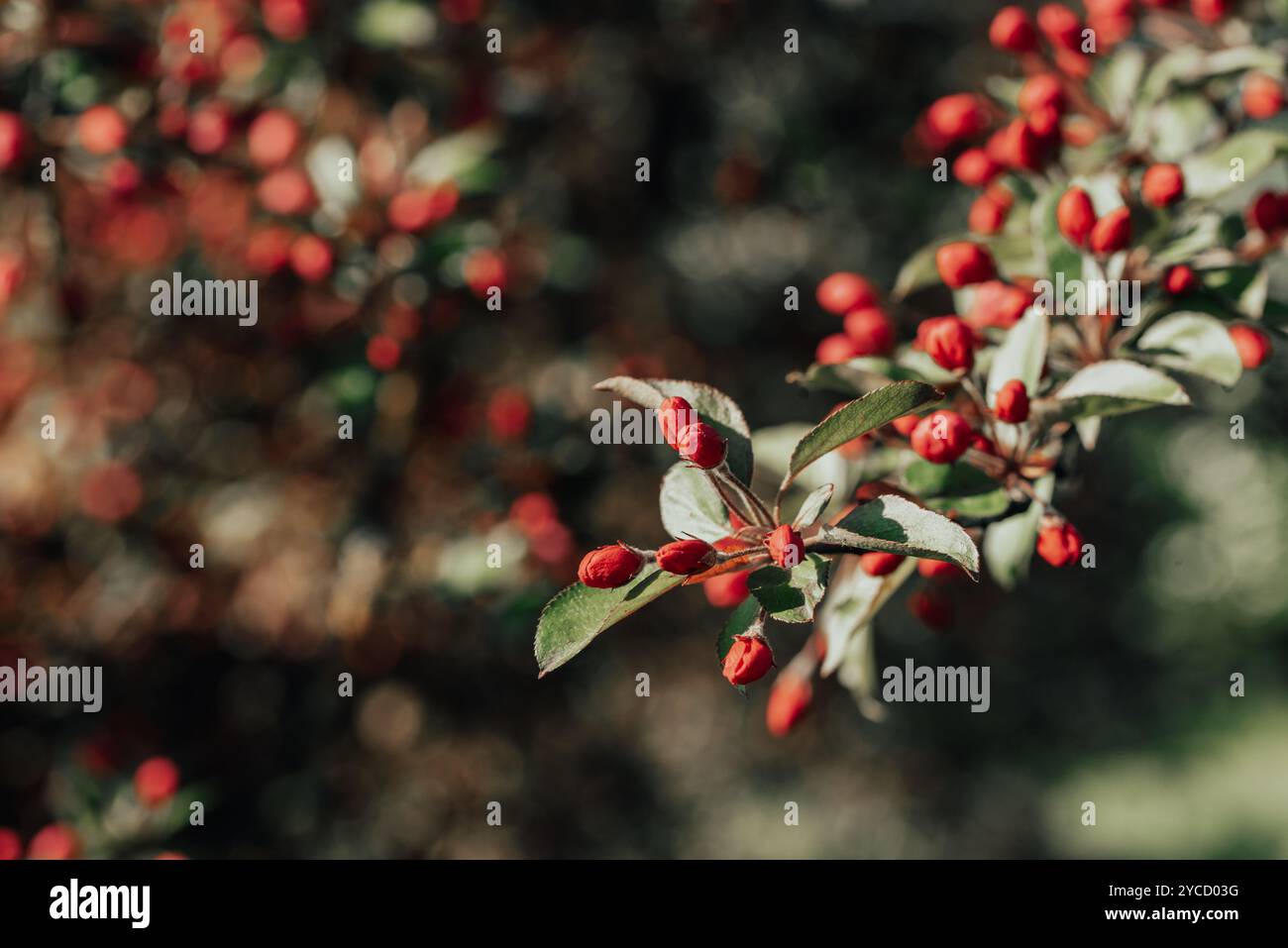 Apple tree branch with flower buds at spring Stock Photo