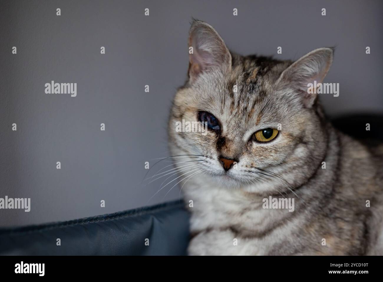 Gray cat with a sore eye after cat flu. Photo taken on a gray background in natural light. Stock Photo