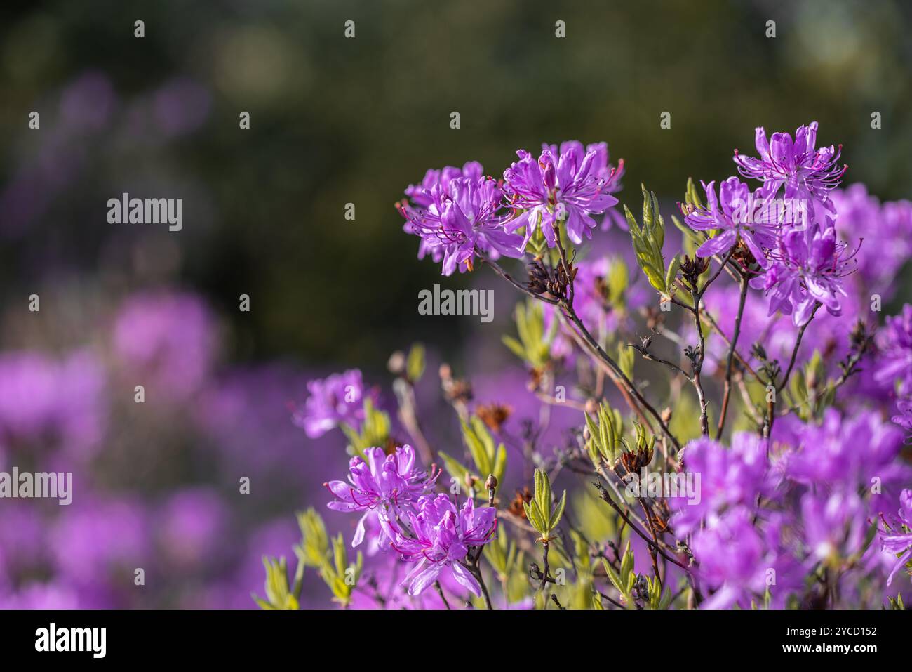 Beautiful purple flowers spring hi-res stock photography and images - Alamy