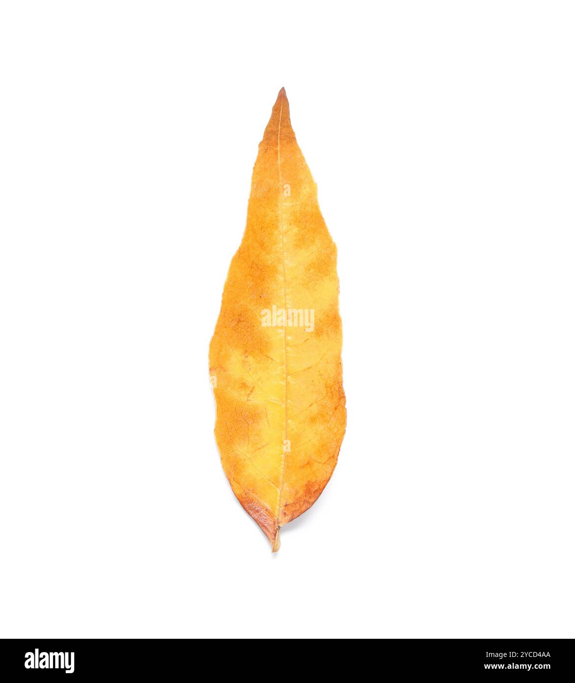 Yellow autumn leaf isolated on white background Stock Photo - Alamy