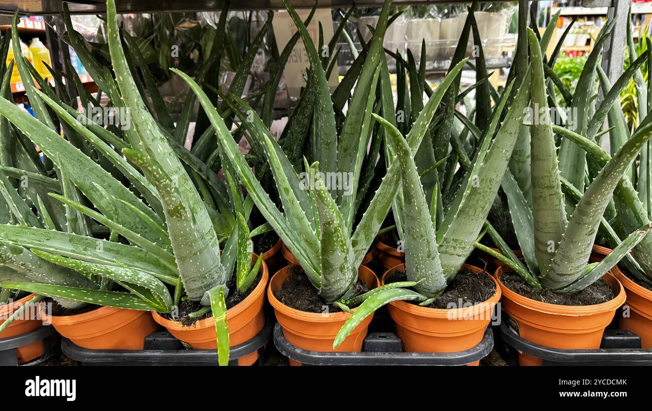 Aloe potted plant hi-res stock photography and images - Alamy