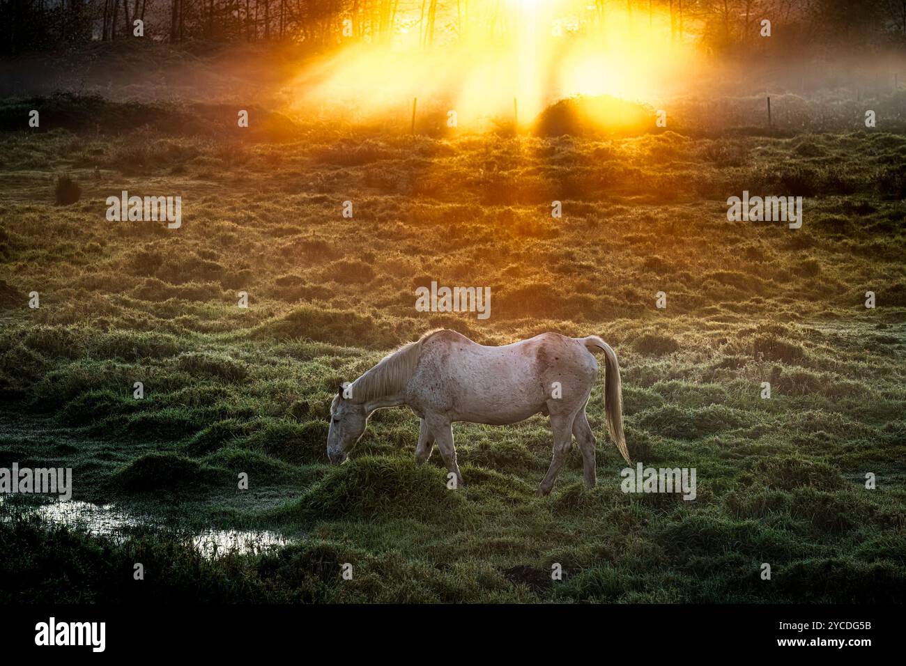 Horse in field at sunrise. Stock Photo