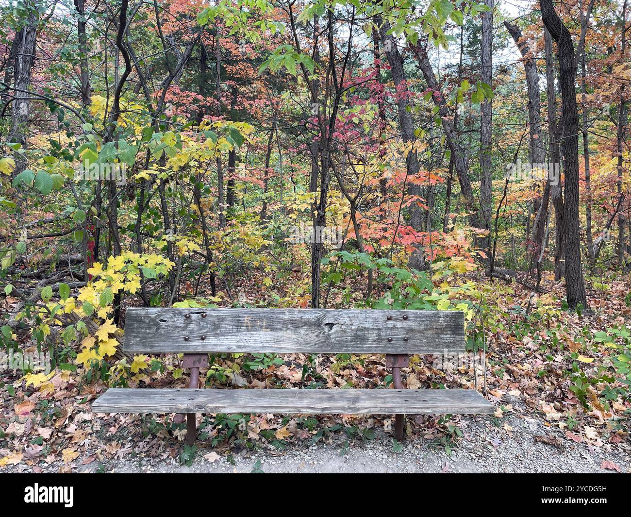 A weathered bench invites contemplation amidst nature's autumn spectacle. Vibrant foliage paints the forest in a symphony of reds, yellows, and greens - Smartphone Captured Stock Image