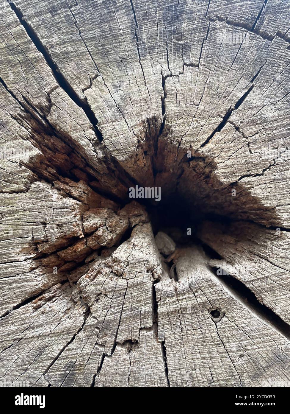 A weathered tree trunk reveals nature's artistry: concentric rings radiating from a hollow core. Cracks and textures tell tales of time's passage. - Smartphone Captured Stock Image