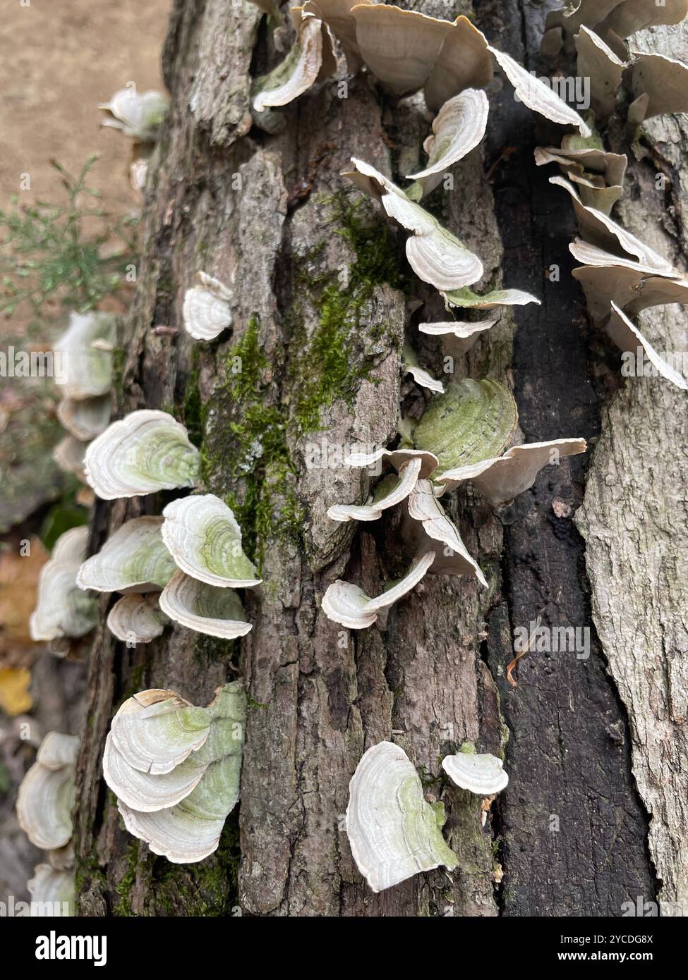 Fungi bloom on weathered bark, their fan-shaped caps cascading down the trunk. - Smartphone Captured Stock Image