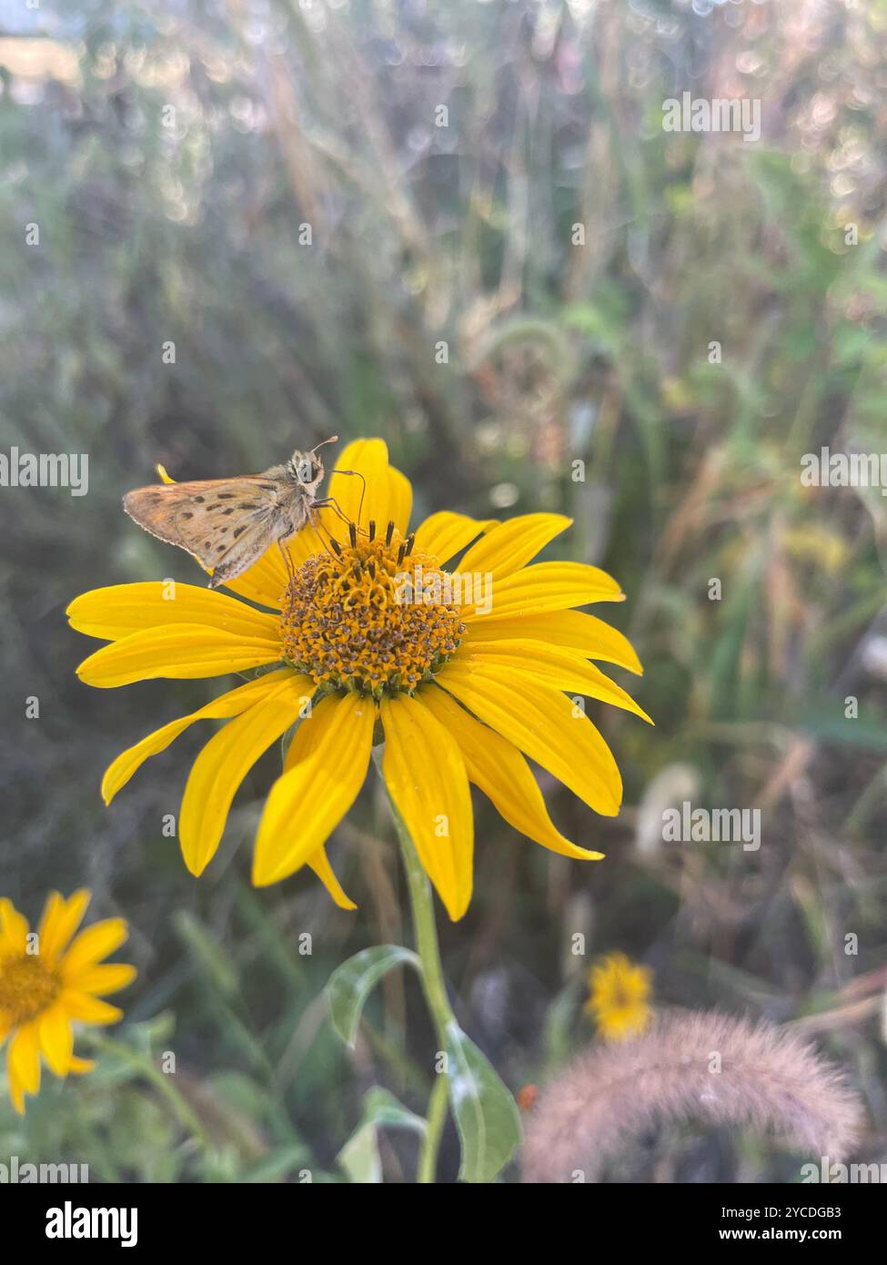 A delicate moth perches on a vibrant yellow wildflower, its wings outstretched against a backdrop of soft, sun-dappled prairie grasses. - Smartphone Captured Stock Image