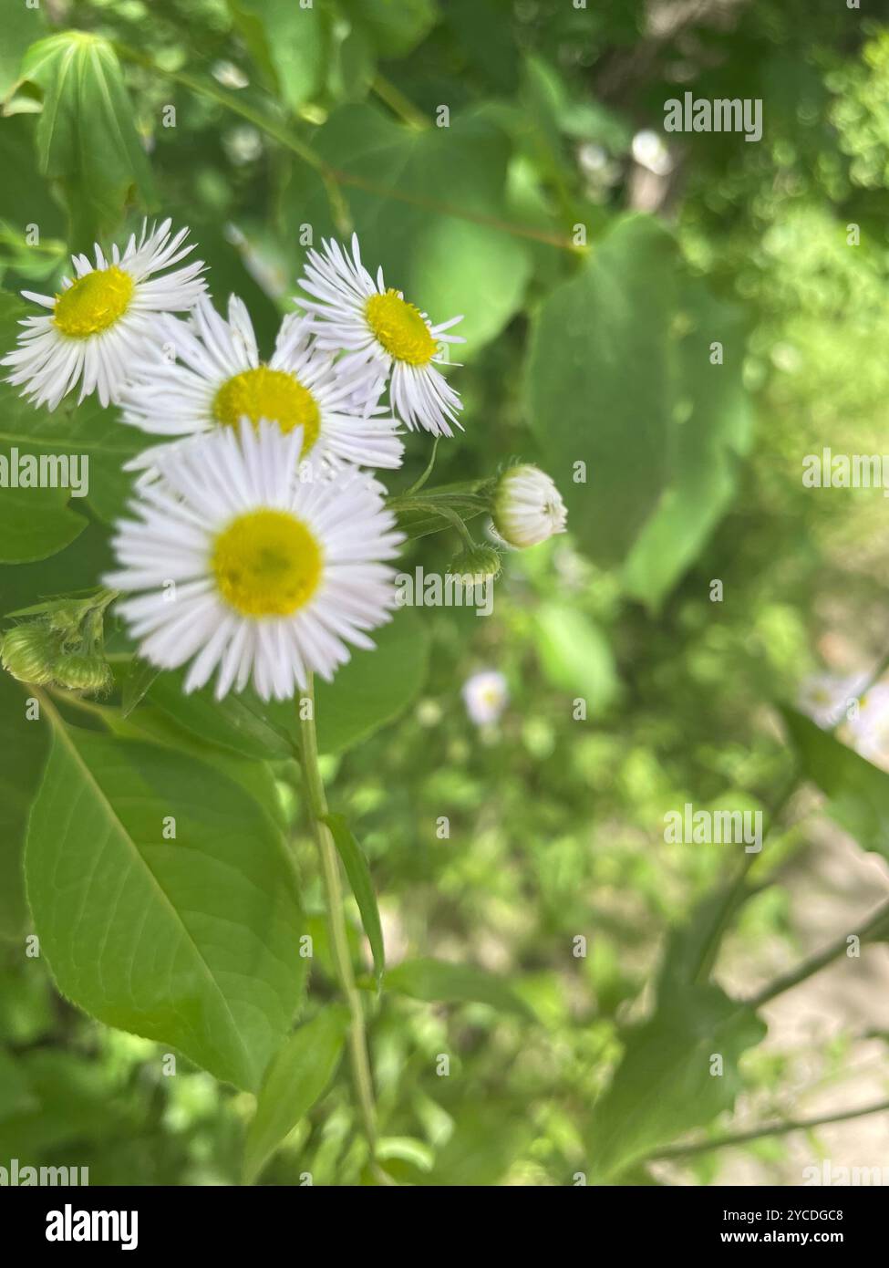 Delicate white and yellow daisies peek through verdant foliage, capturing the essence of a lush summer meadow in soft focus. - Smartphone Captured Stock Image