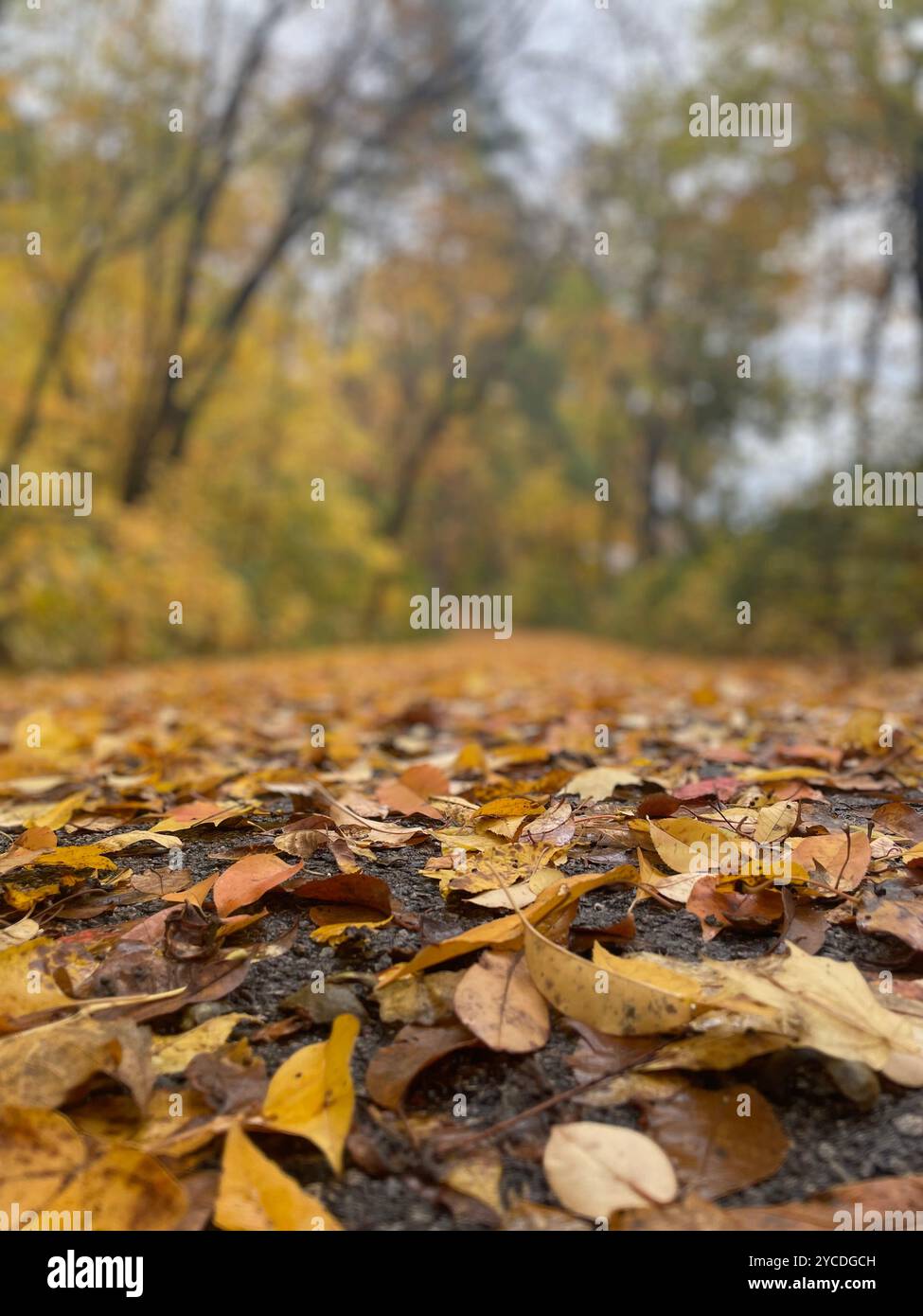 A winding trail carpeted in golden maple leaves meanders through a sunlit forest, with the autumn leaves being the focus of the photo. - Smartphone Captured Stock Image