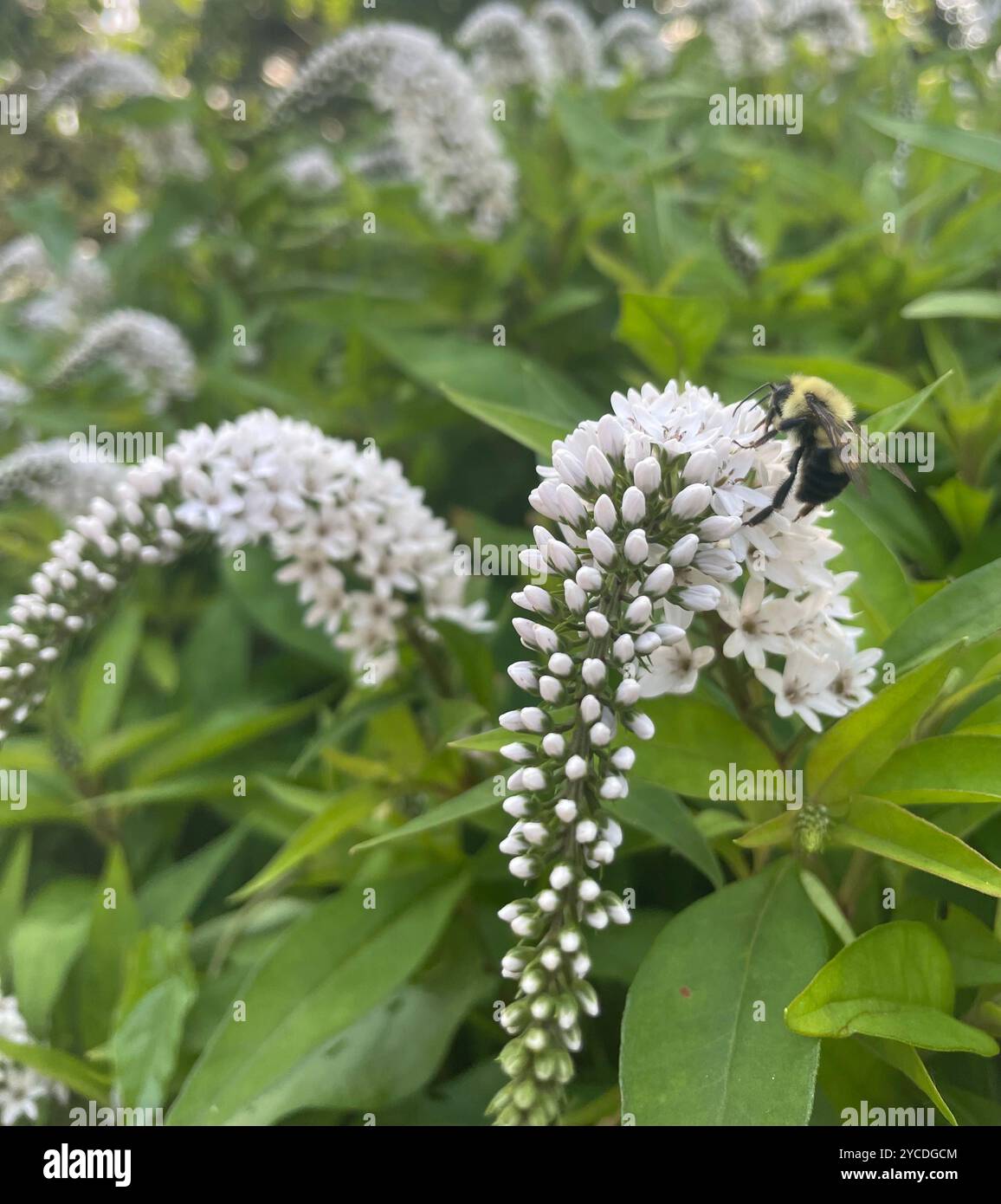 A bee is captured as it gathers nectar from a curved cluster of white wildflowers, adding life and movement to the serene scene. - Smartphone Captured Stock Image