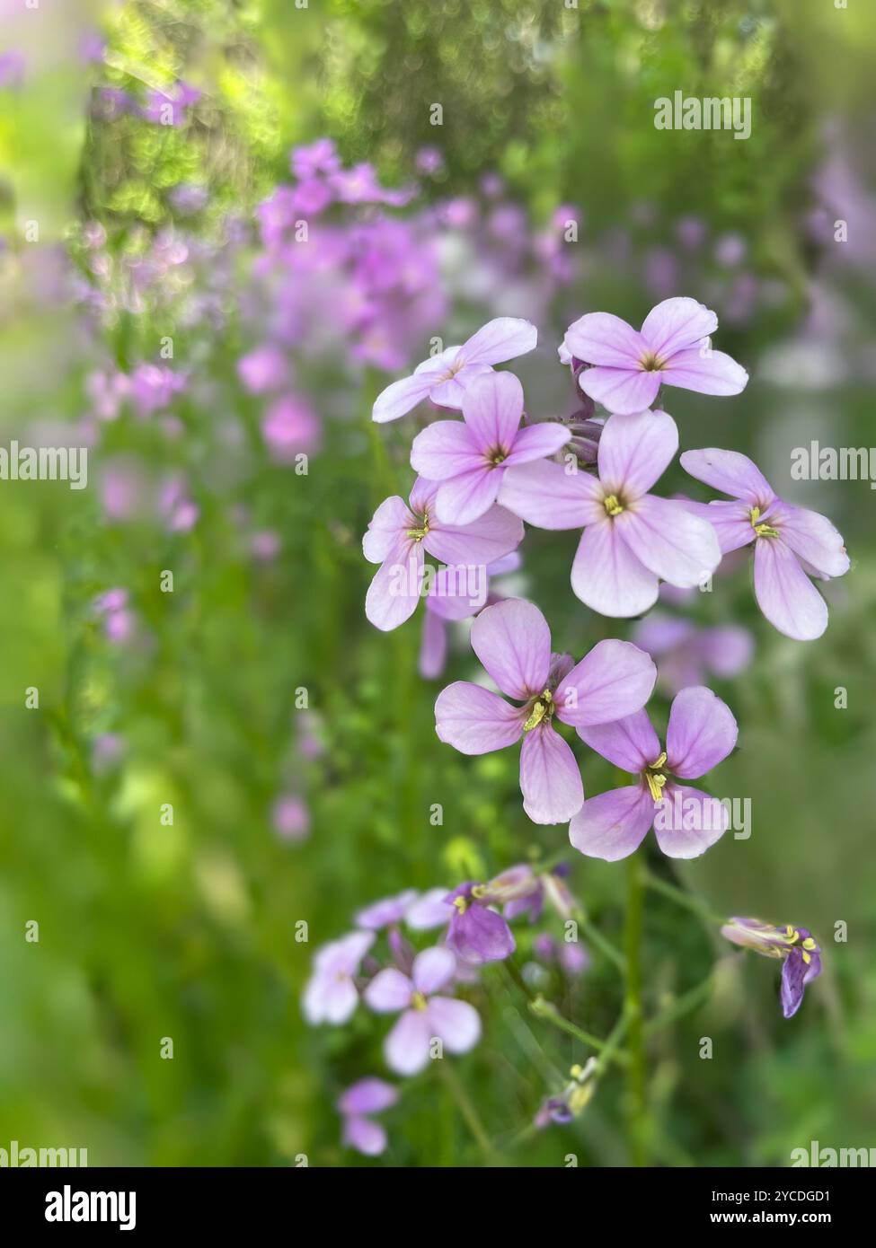 Vibrant cluster of pink flowers stands hi-res stock photography and ...