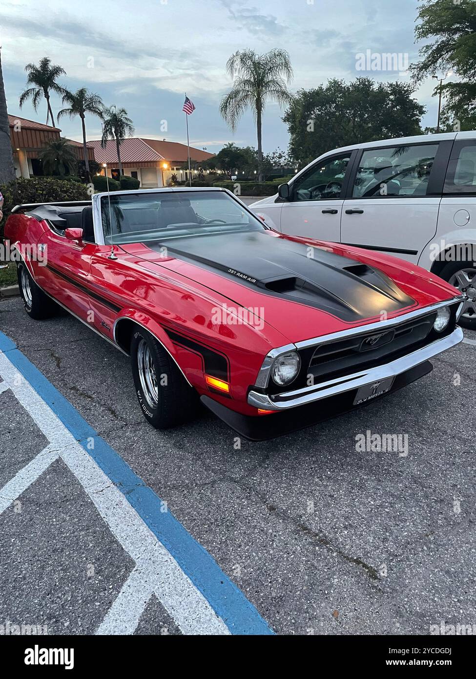 Bradenton, Florida USA. Crimson classic Mustang convertible gleams under tropical palms, its hood scoop and sleek lines epitomize American muscle cars - Smartphone Captured Stock Image