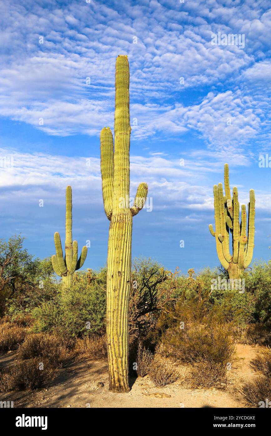 Saguaro Cactus in Tucson Arizona Sonoran Desert with Mountains Stock ...