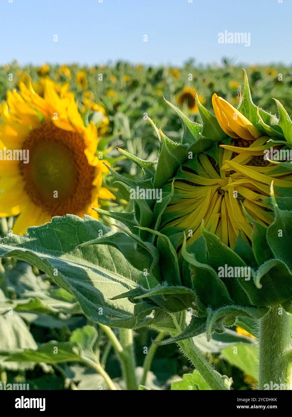 Close up view of bright green budding sunflower in July with another open sunflower behind it - Smartphone Captured Stock Image
