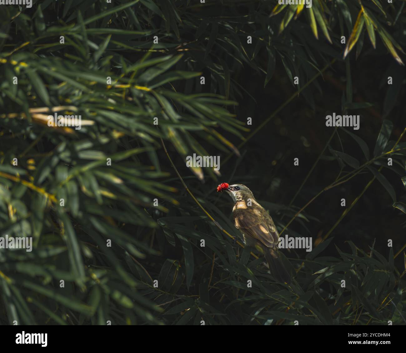 The bird's distinctive yellow vent feathers are visible as it holds the fruit in its beak. Stock Photo