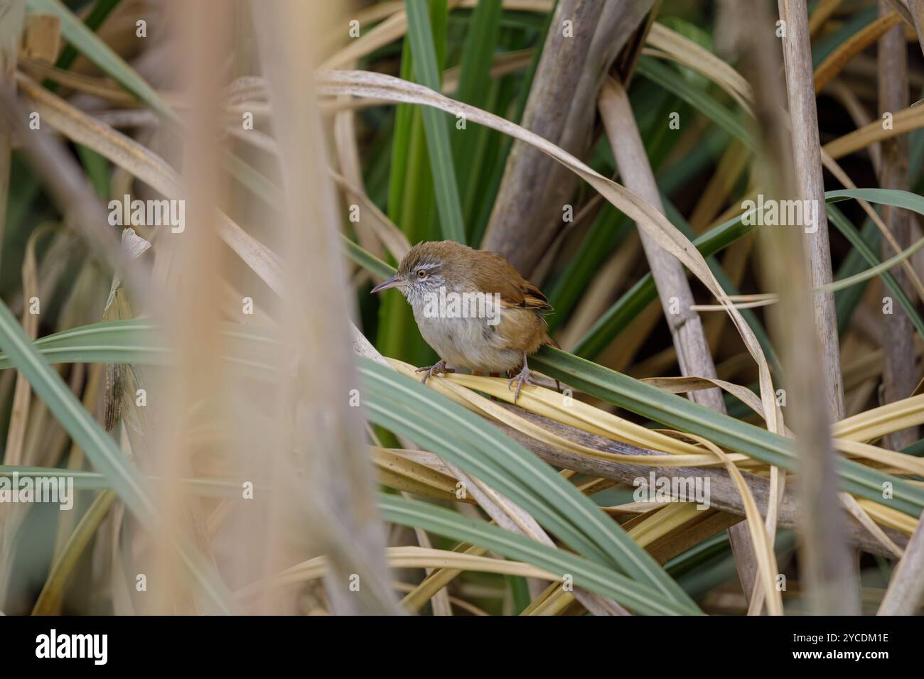 Sulphur-bearded Reedhaunter (Limnoctites sulphuriferus) hidden among the reeds. Stock Photo