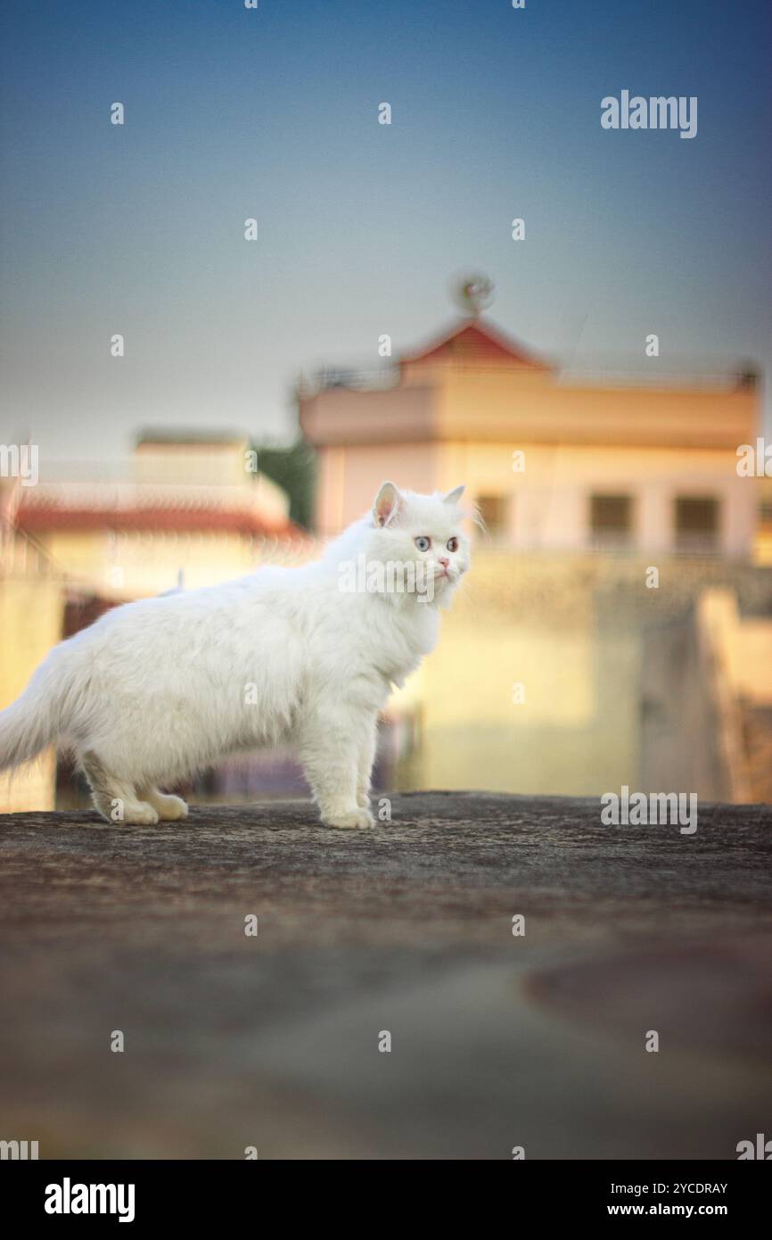 A cloud of white, a regal gaze.  This Persian princess commands attention. 👑 #catlover Stock Photo