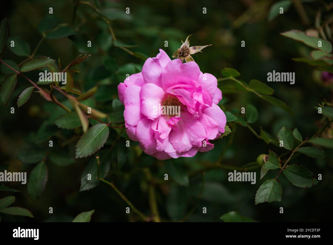 old blush rose with leaves. Growing in Russian Far East Stock Photo