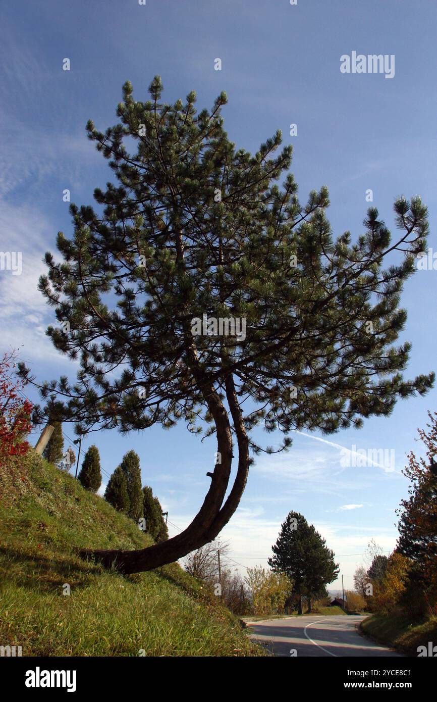Twisted tree Stock Photo