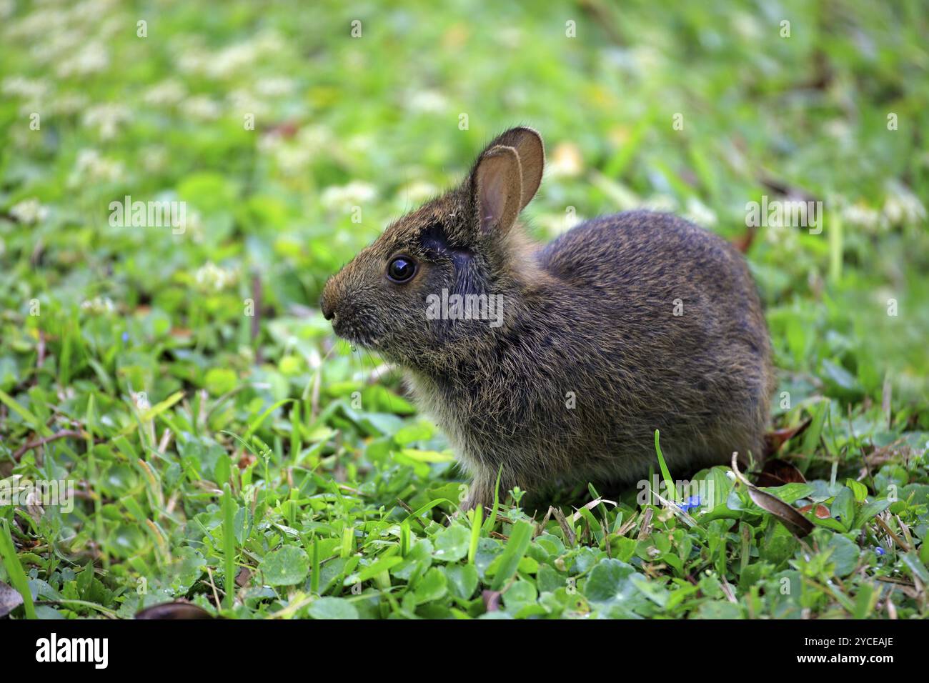 Swamp rabbit (Sylvilagus palustris), juvenile, bunny, rabbit, meadow, Florida, USA, North America Stock Photo