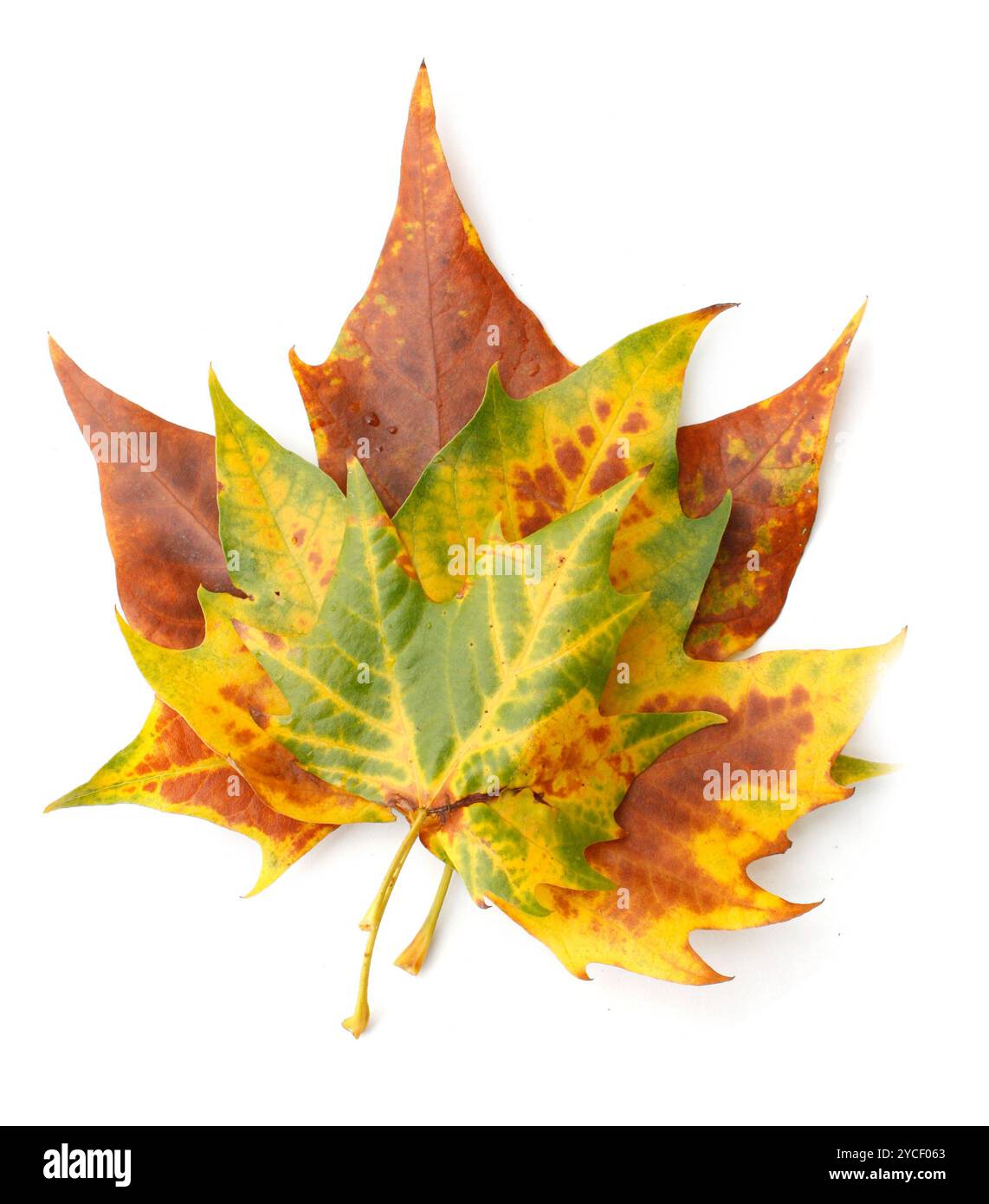 Orange colored leaf hi-res stock photography and images - Alamy