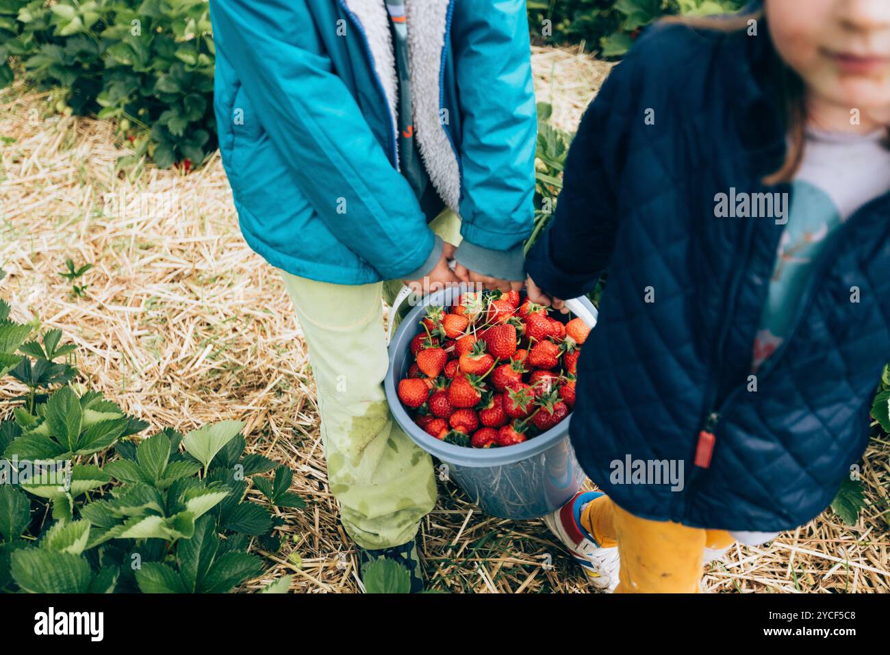 Children picking strawberries hi-res stock photography and images - Alamy