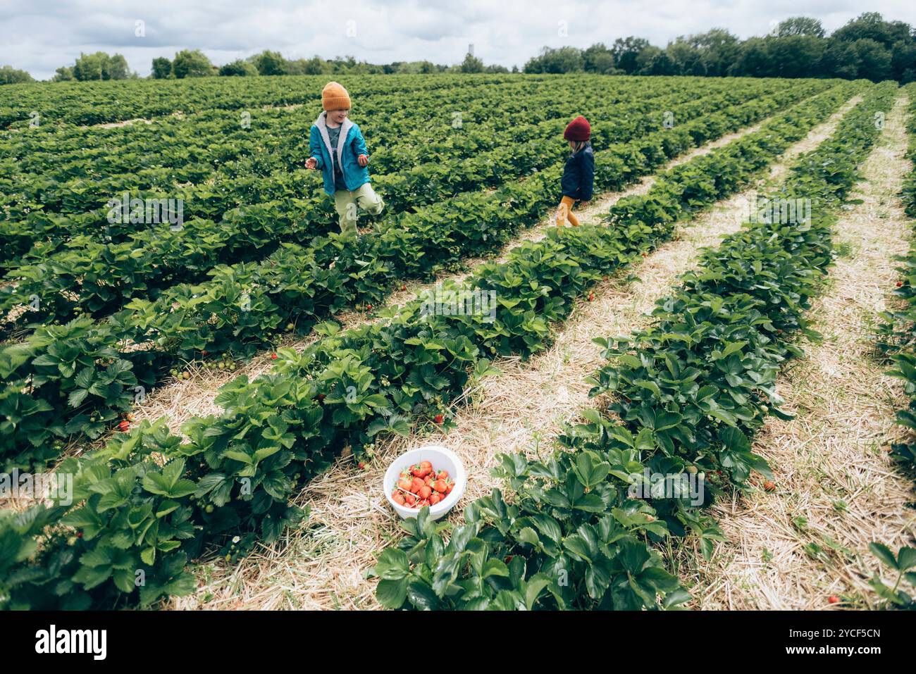 Children picking strawberries Stock Photo - Alamy