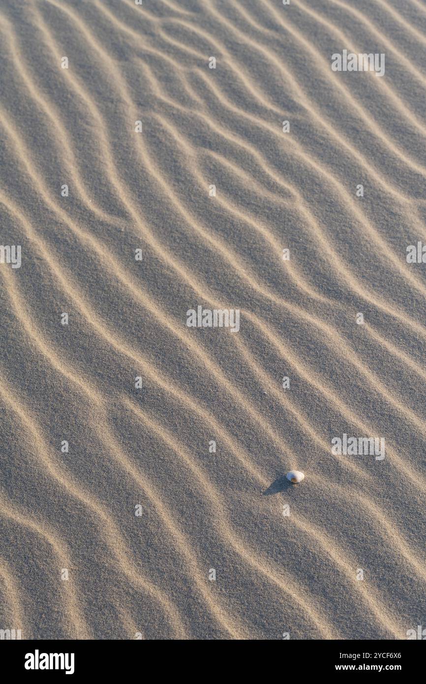 Pattern formed by the wind in the sand, in between a shell, Amrum ...