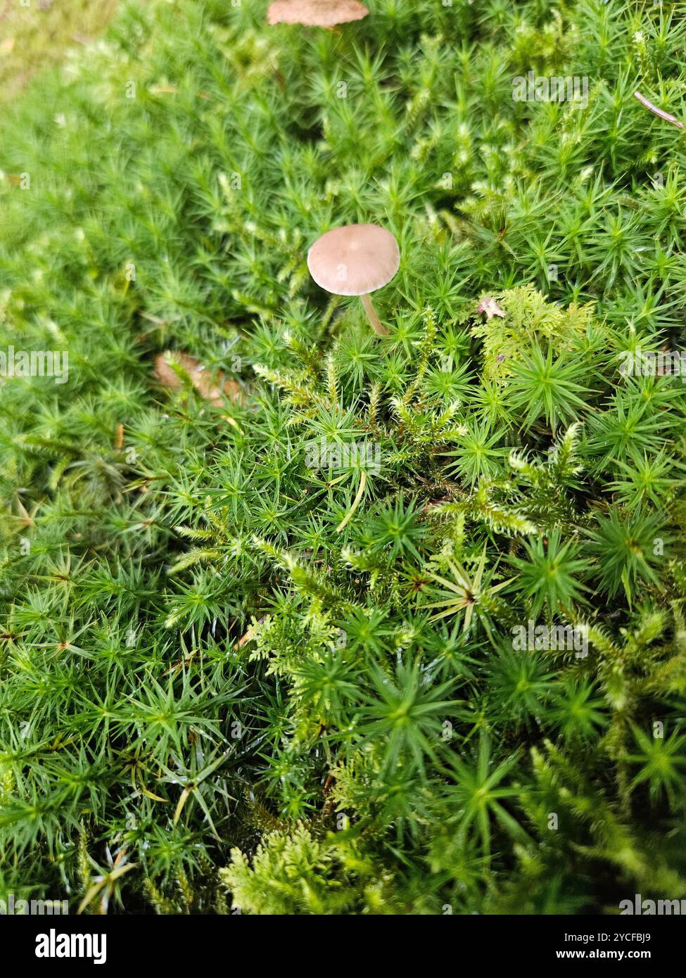 A delicate mushroom stands tall on a soft bed of moss, a hidden gem in the quiet forest floor - Smartphone Captured Stock Image