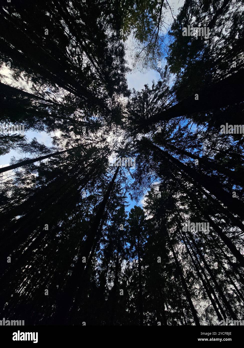 Looking up at the towering trees, the sky peeks through the dense forest canopy. Nature’s serene beauty from below. - Smartphone Captured Stock Image