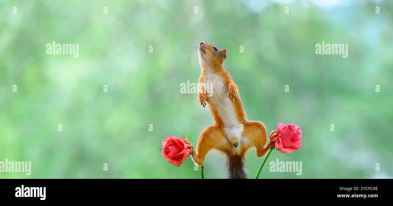 Red squirrel stand in a split between roses Stock Photo - Alamy