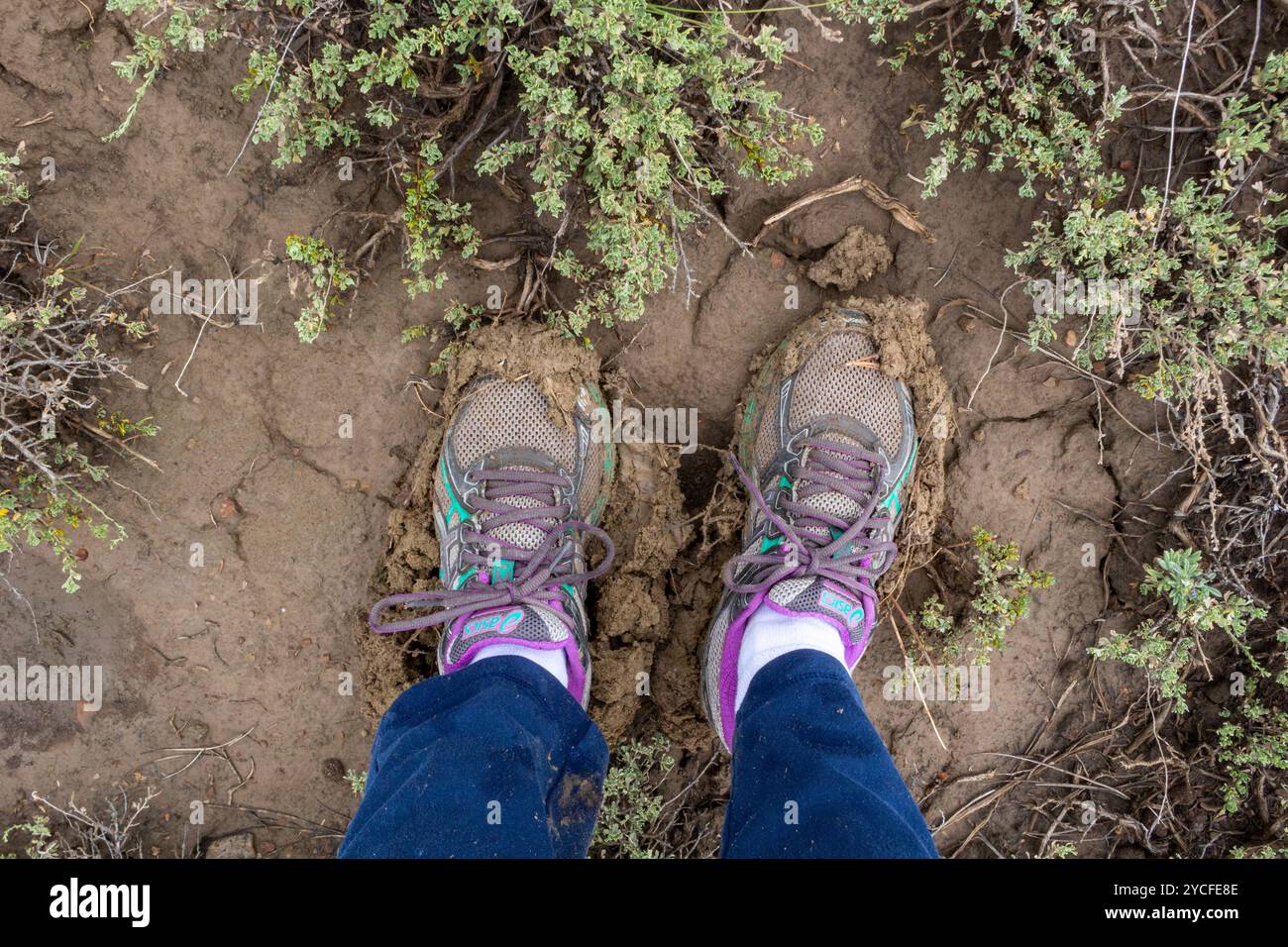 Looking down at muddy sneakers and white socks standing outdoors on muddy soil, USA. Stock Photo